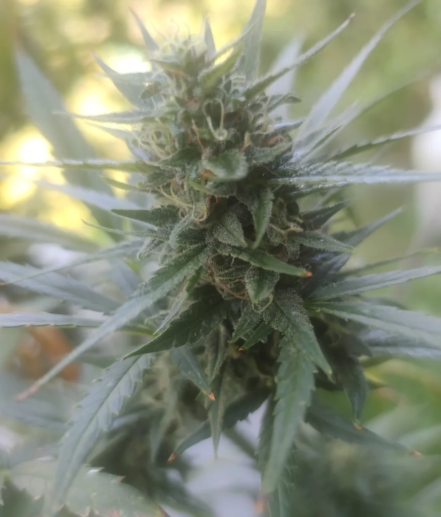 Woche 10 Cannabisblüte Tokamak.