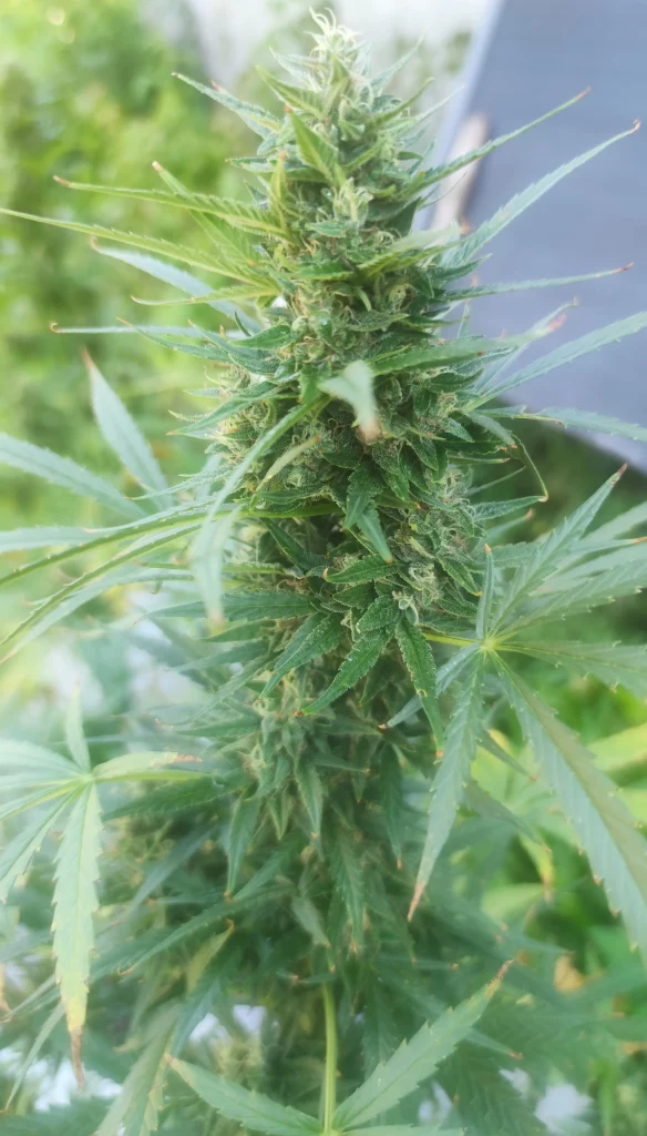 Woche 11 Cannabisblüte Tokamak.