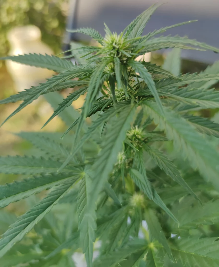 Woche 7 Cannabisblüte Tokamak.