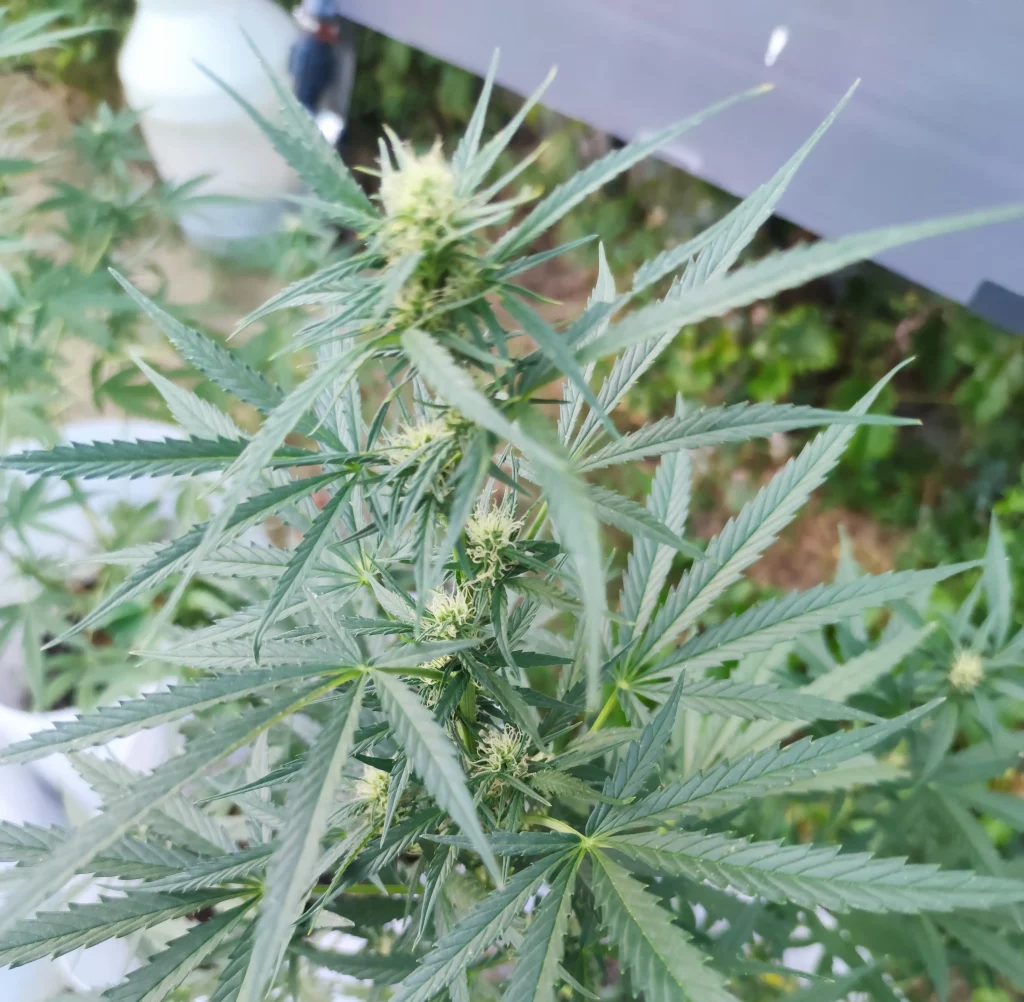 Woche 7 Cannabisblüte Tokamak.