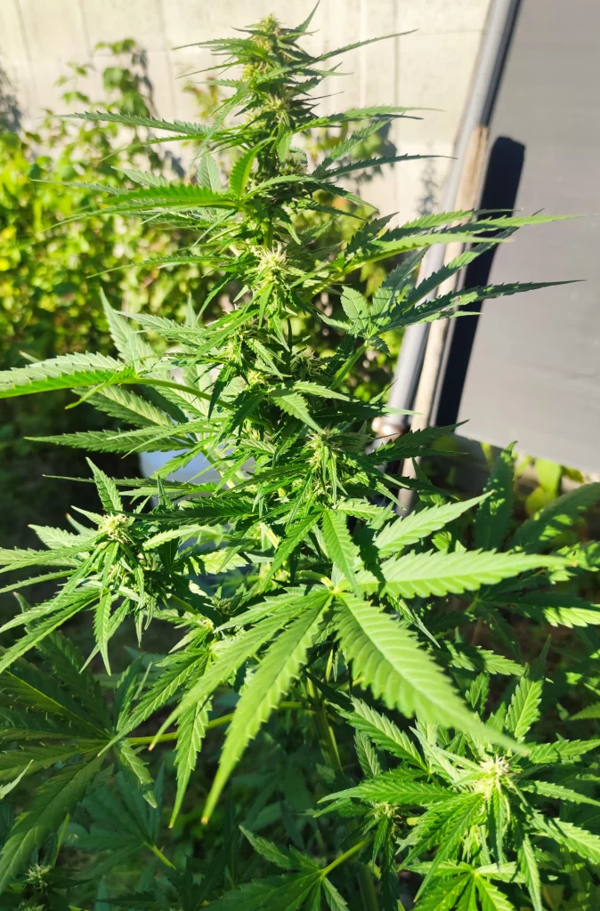 Woche 8 Cannabisblüte Tokamak.