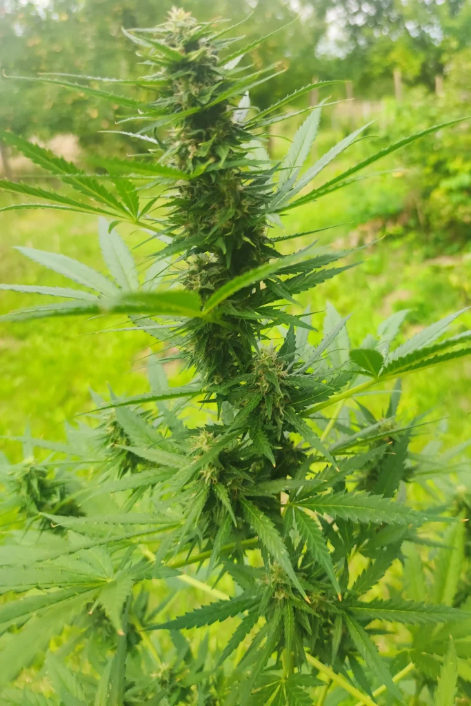 Woche 9 Cannabisblüte Tokamak.