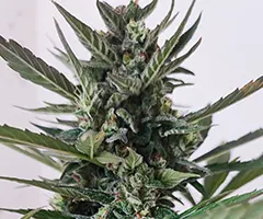automaton cannabis flowers by nuka seeds