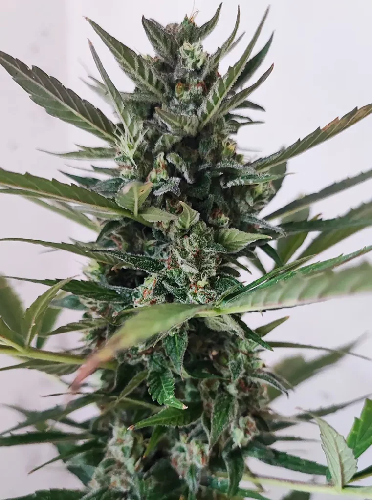 Wie lange dauert es, Cannabis zu züchten? automon marihuana flowers by nuka seeds