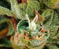 banshee cannabis flowers by Nuka Seeds