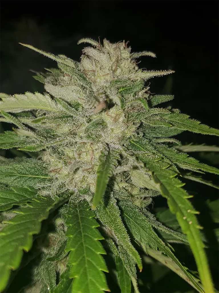 Květy konopí Paradox od Nuka Seeds