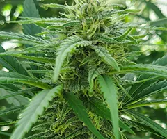 Paradox cannabis plant flowers by Nuka Seeds