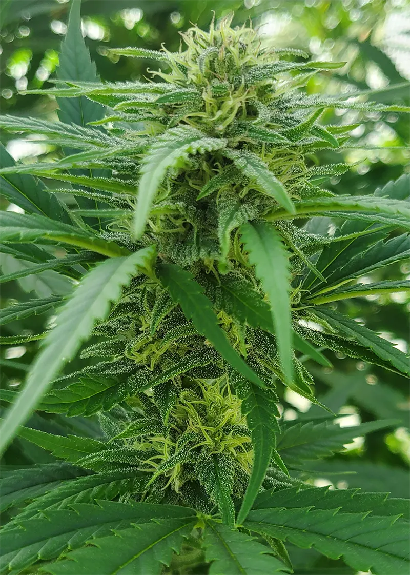 Paradox cannabis plant flowers by Nuka Seeds