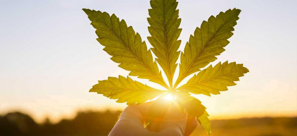 Photoperiod of feminized and regular cannabis plants