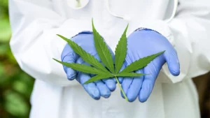 vědec zkoumá konopí