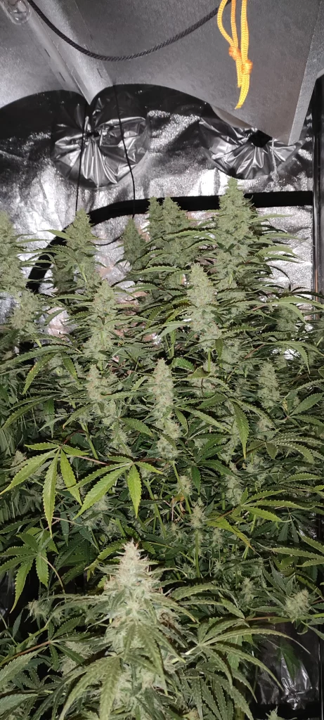 nástroje pro pěstování v interiéru