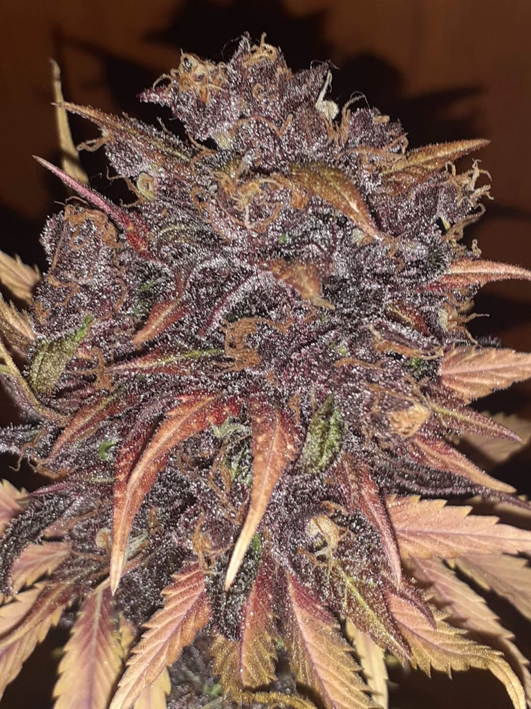 Growreport über frische Cannabisblüten von Polaris Nuka-seeds für den Innenbereich