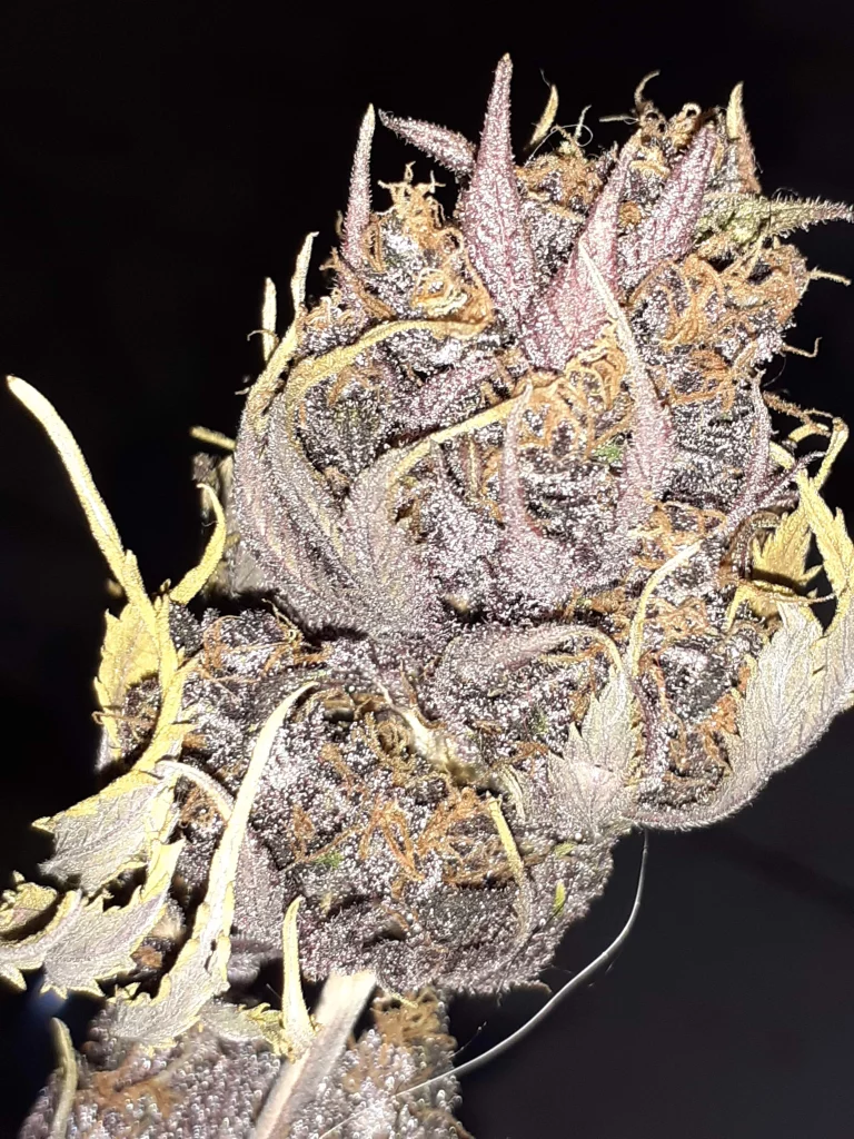 Growreport über die Indoor-Polaris-Blume