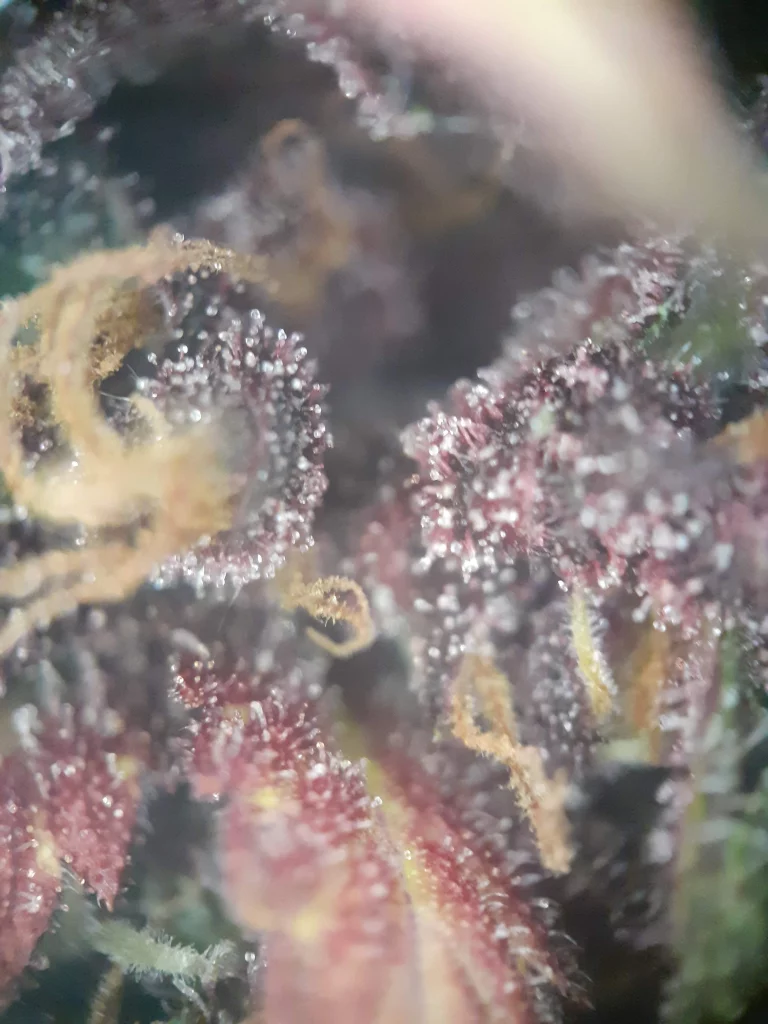 Makro auf Trichomen von Polaris von Nuka Seeds