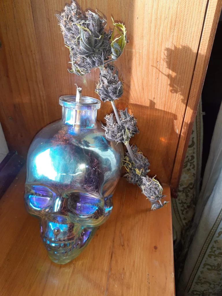 geerntete Nuka-Samen Polaris Cola