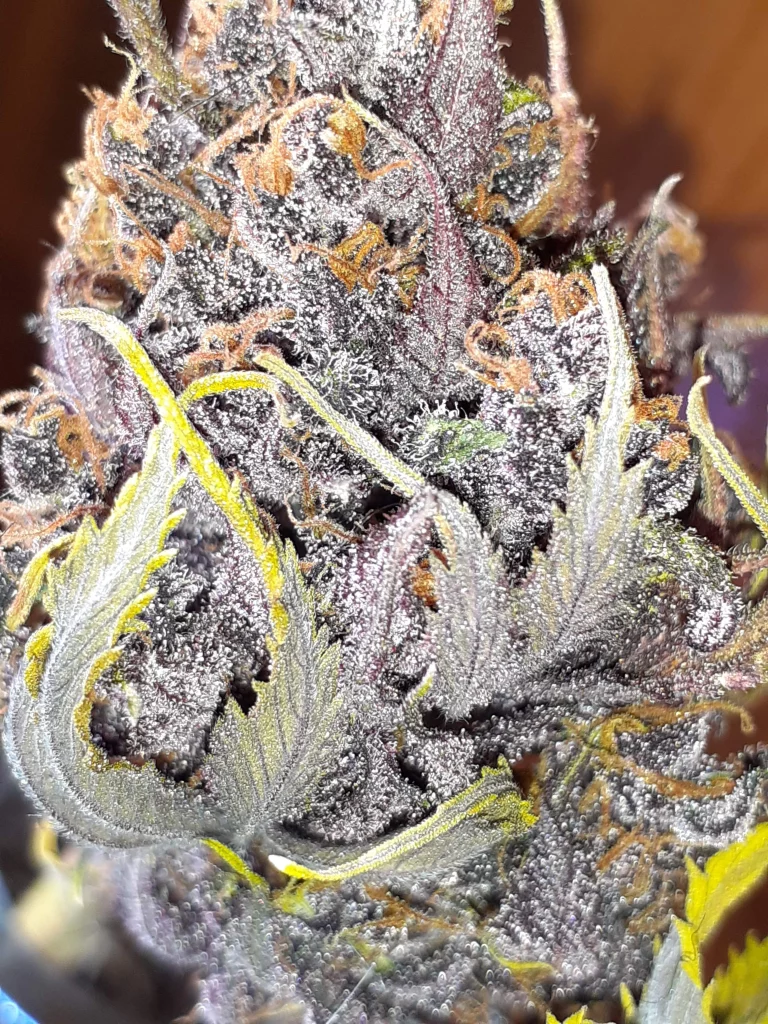 Polaris Blume Nuka Seeds