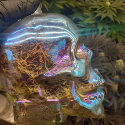 Kristallschädel mit Wurzeln von Nukaseeds Polaris