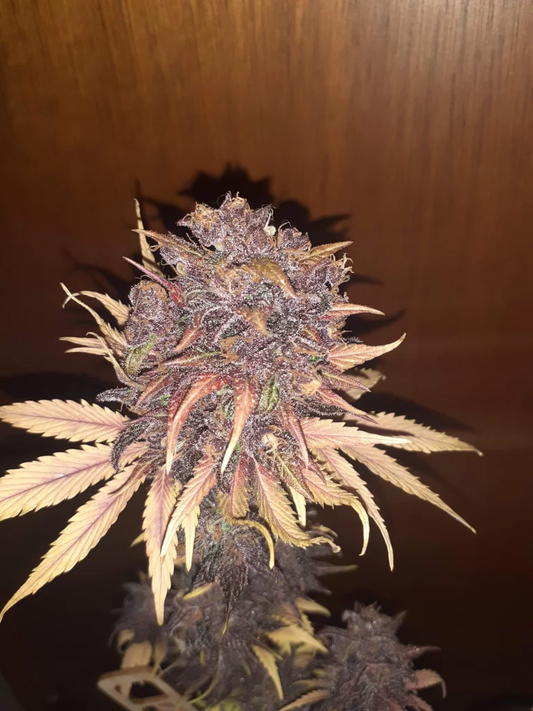 Polaris rippende Blume