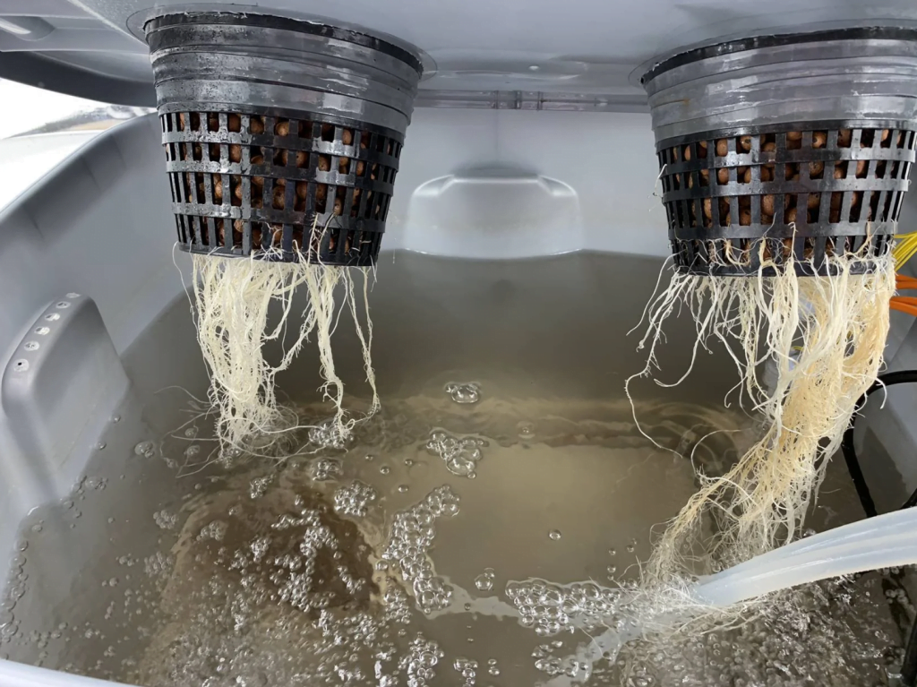 aerated tank aka bubbler hydroponic system