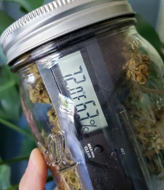 gelagertes Cannabis - Aushärtungsphase