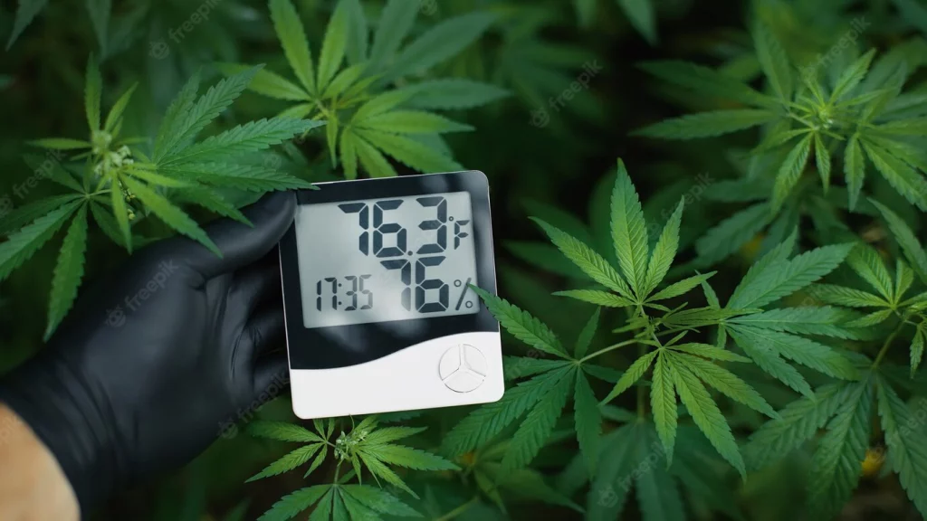 cannabis-vegetative-meter