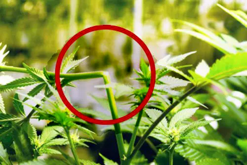 Cannabis Super Cropping