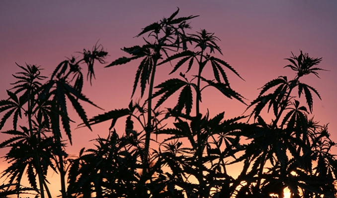 Venkovní konopí a nedostatek slunečního svitu