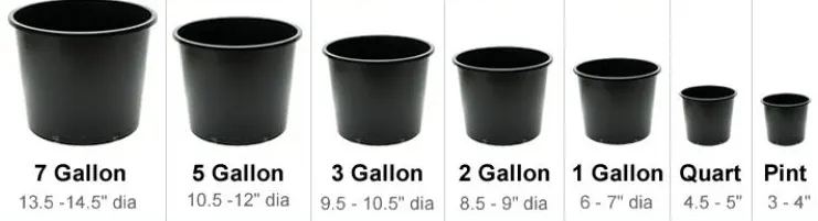 Wie man Cannabispflanzen im Boden gießt