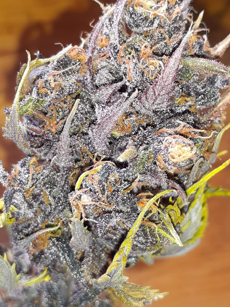 Nuka Samen Polaris Cannabis