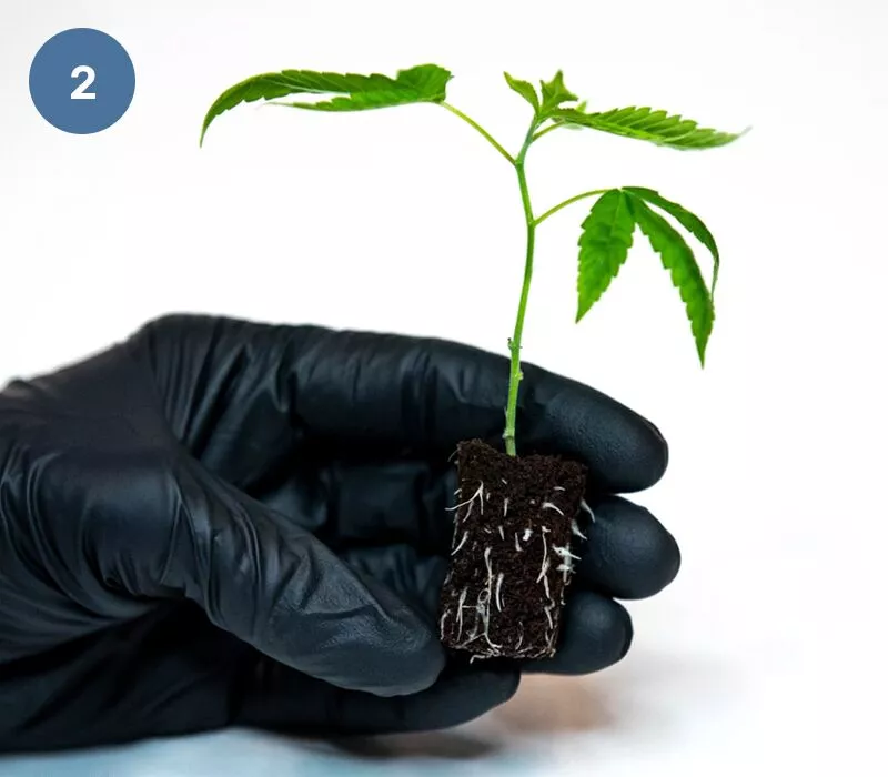 Cannabis-Setzling verpflanzen