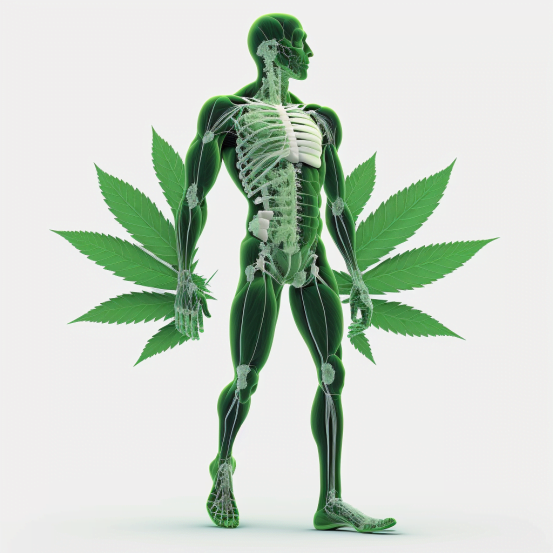 studie o konopí - ochabování svalů