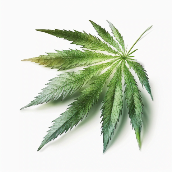 Cannabis-Sativa-leaf