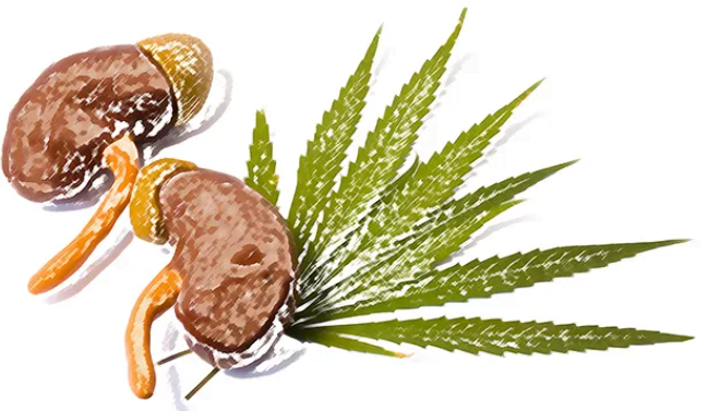 konopí a ledviny - Konopí zabraňuje mrtvici a onemocnění ledvin