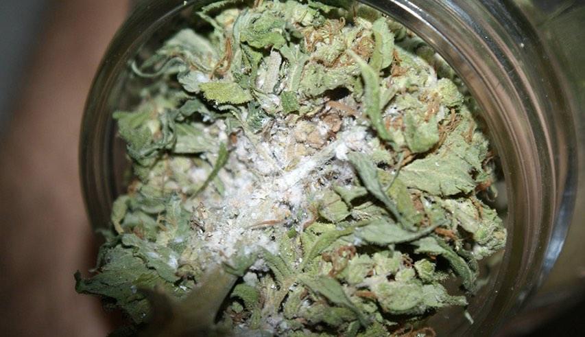 podrobný pohled na formu na konopí