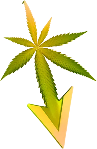 Cannabis Pfeil Nuka Seeds