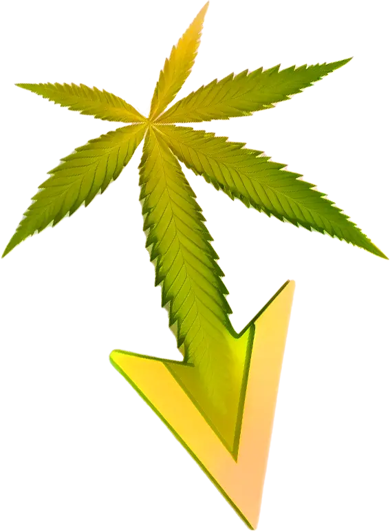 konopí šipkaNuka Seeds