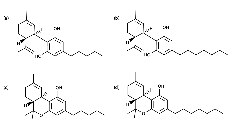 Muster THCP und CBDP