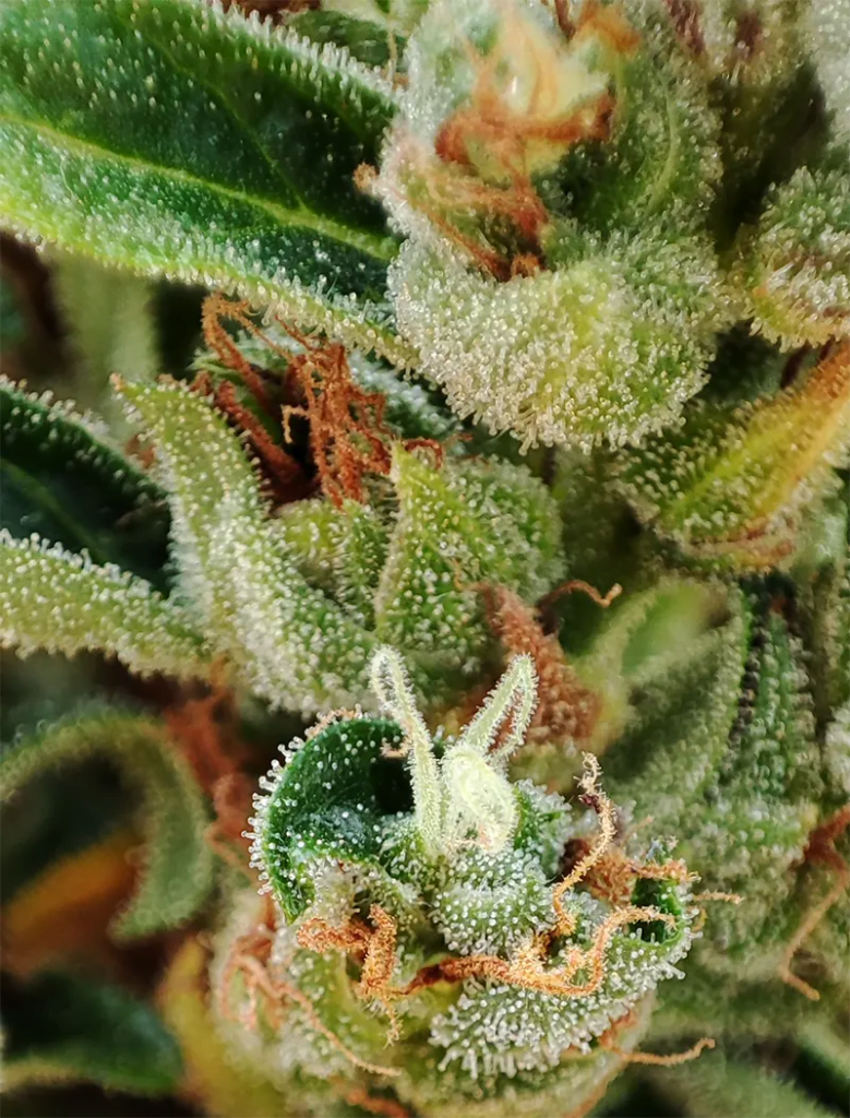 Allmähliche Reduzierung der Bewässerung am Ende der Blüte erhöht die Harzproduktion - Banshee-Modell