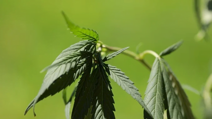 Cannabis Heat Stress symptoms of overheating cannabis plants