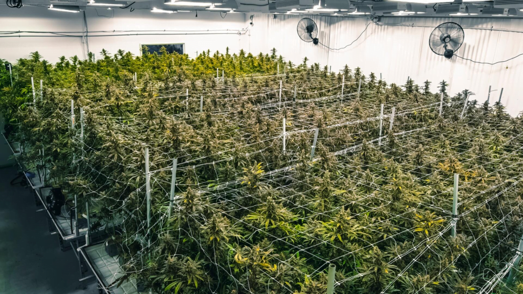 Growing Cannabis indoors