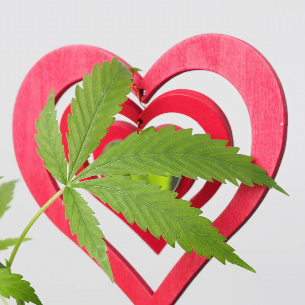 Start growing cannabis - Full control over process and product