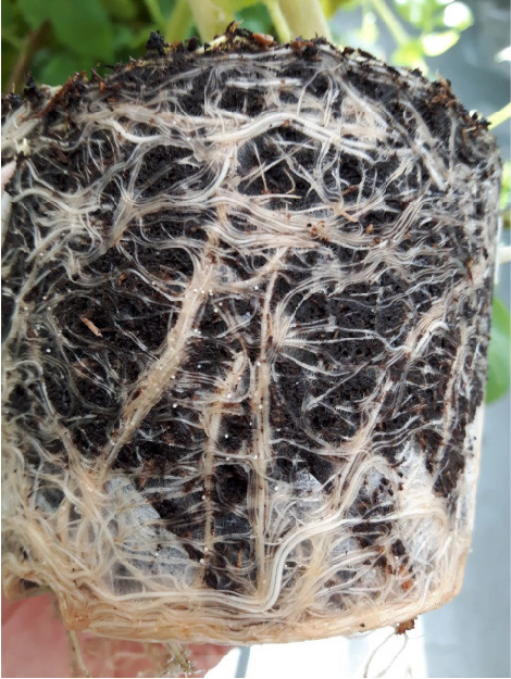 Wurzelverbund - so sieht er aus