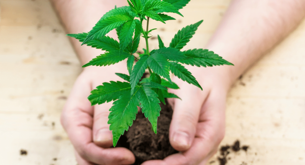 Verpflanzen von Cannabis - Verpflanzen von Setzlingen