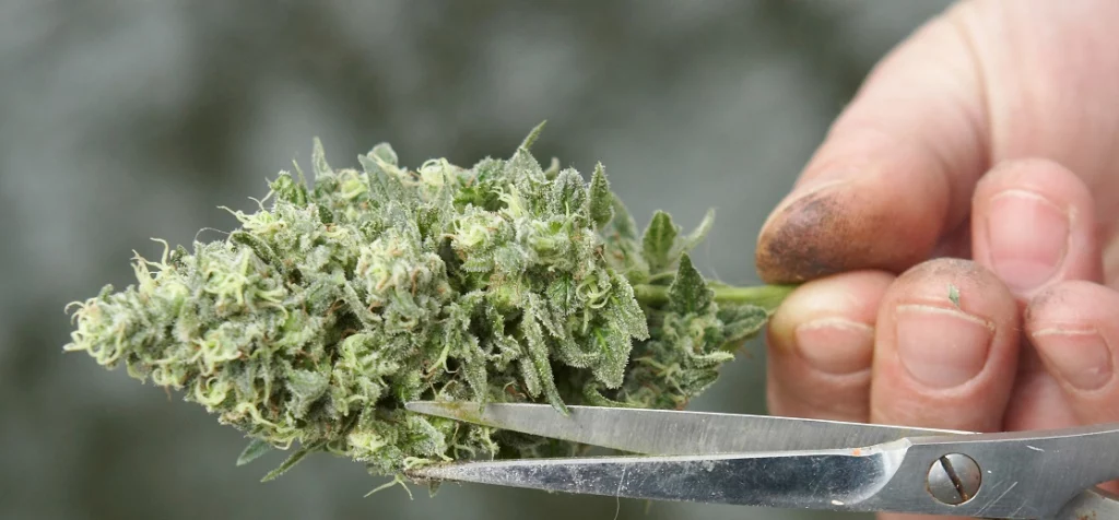 handgeschnittene Cannabisblüten