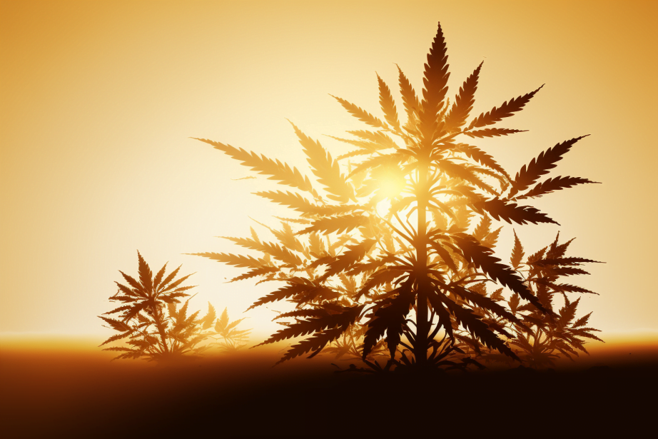 phase switching of cannabis plant