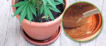 cannabis plant in a pot