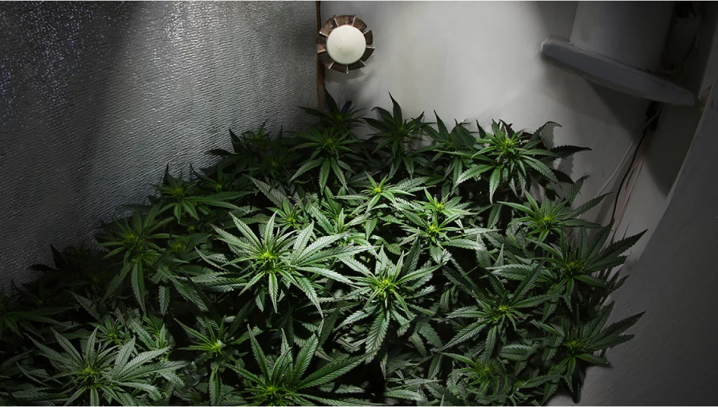 small space for growing cannabis