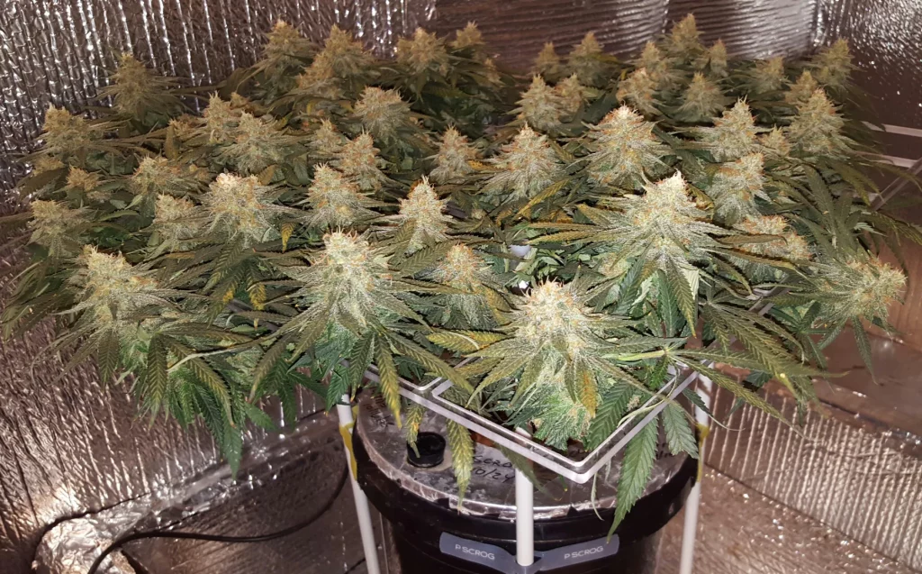 scroging in a small place