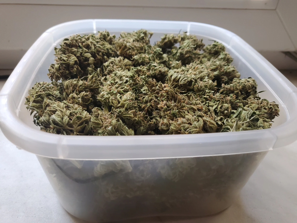 Wachstumsstadien von Marihuana - Ernte