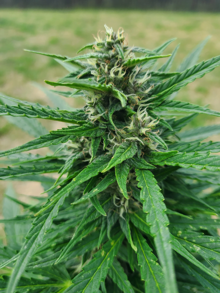 Marihuana Wachstumsstadien - Automaton blüht Woche 11 wachsen